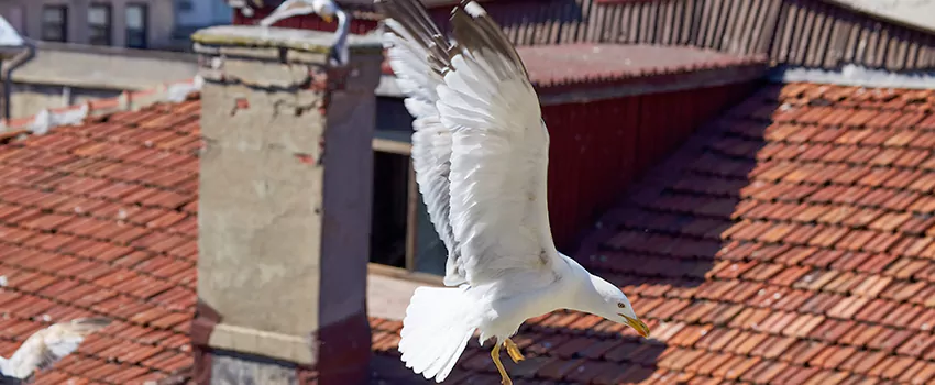 Residential Chimney Animal Removal Solution in Calhoun, GA